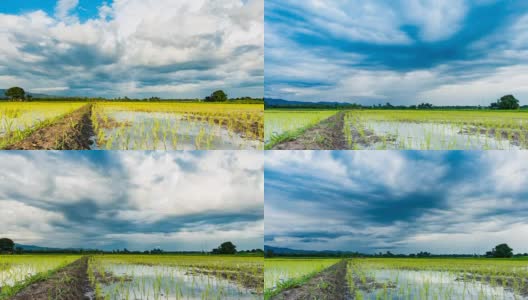 美丽的雷雨云在稻田上空。全高清视频，1920,1080高清在线视频素材下载