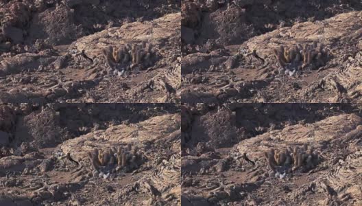加拉帕戈斯群岛bartolome岛上的熔岩仙人掌高清在线视频素材下载