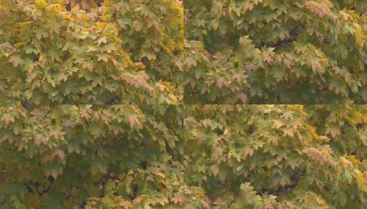 秋天。一棵长着黄绿色叶子的枫树。摄像机向下倾斜。特写镜头高清在线视频素材下载
