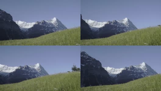 清晨，瑞士格林德沃山前的夏日野花田高清在线视频素材下载