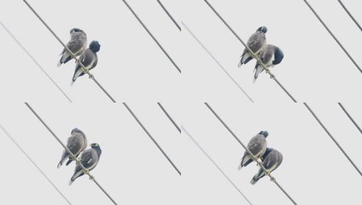 两只鸟坐在一根电线上高清在线视频素材下载