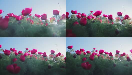 阳光透过野生牡丹的花瓣可见高清在线视频素材下载