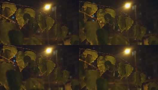 背景视频-雪通过绿色的树叶在夜晚与路灯的光束高清在线视频素材下载