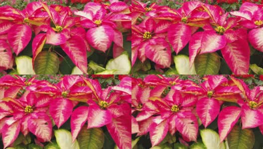 在澳门花园，一品红或圣诞星星的叶子呈粉红色和红色，色彩鲜艳。高清在线视频素材下载