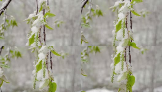 一场突如其来的春雪覆盖了所有的树木，雪覆盖了弗吉尼亚李的花朵和嫩叶高清在线视频素材下载