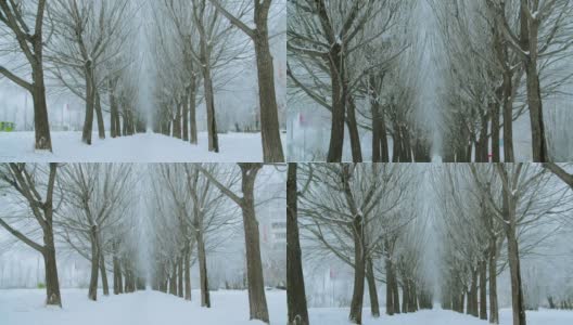 冬天小路上美丽的白雪覆盖的树木，缩小镜头高清在线视频素材下载