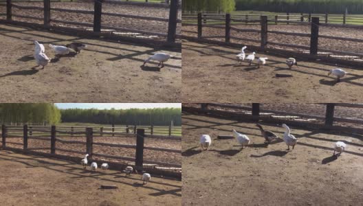 农场里散步的白鹅高清在线视频素材下载
