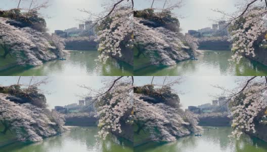 千鸟渊的樱花拍摄于2021年3月23日高清在线视频素材下载