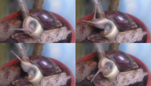 阿查蒂娜蜗牛高清在线视频素材下载