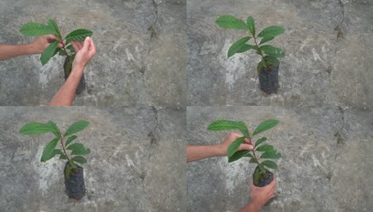 在亚马逊雨林重新造林的苗圃中的巴西玫瑰木Pau Rosa树幼苗。环境概念，生态学，生物多样性，阿妮巴玫瑰，生物经济，保护，自然。高清在线视频素材下载
