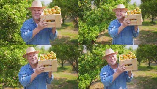 在橘园里，快乐的亚洲老人农民手持成熟的有机橘子的盒子高清在线视频素材下载