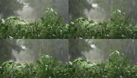 在雨季，树叶和树木会向强暴雨的方向移动。高清在线视频素材下载