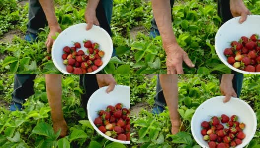 奶奶在花园里收割自制的草莓。有选择性的重点。高清在线视频素材下载