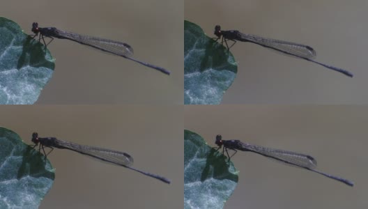 在高清视频中，针蜻蜓(Ischnura heterosticta)的特点是身体细长，呈针状，翅膀处于静止状态。高清在线视频素材下载