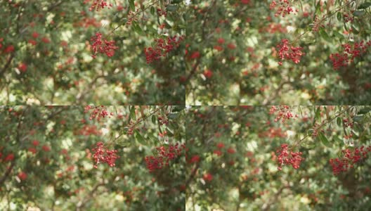 在树上的红色浆果，在加利福尼亚，美国。自然大气植物近距离背景。荚蒾，春天或秋天的早晨花园或森林，新鲜的春天或秋天的植物在柔软的焦点高清在线视频素材下载