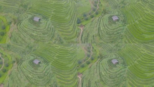 鸟瞰图的绿色新鲜茶或草莓农场，农业植物领域在亚洲。农村地区。农场的模式结构。自然景观背景。泰国清迈。高清在线视频素材下载