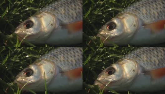 在草地上捕获的鱼的特写高清在线视频素材下载