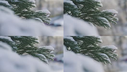 白雪覆盖着松树的树枝高清在线视频素材下载