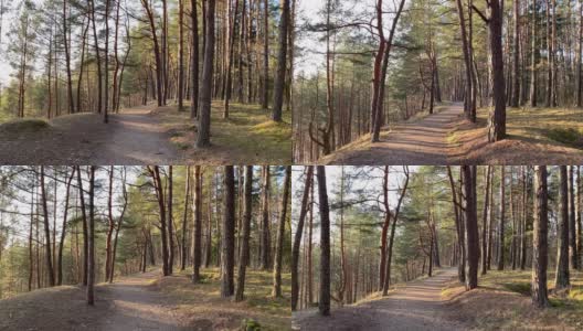 漫步在春天的松林中高清在线视频素材下载