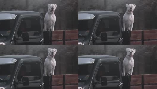 白色拳师犬在一辆旧卡车的后挡板上。高清在线视频素材下载