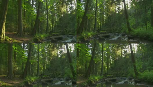 森林中的石溪(淘洗)高清在线视频素材下载