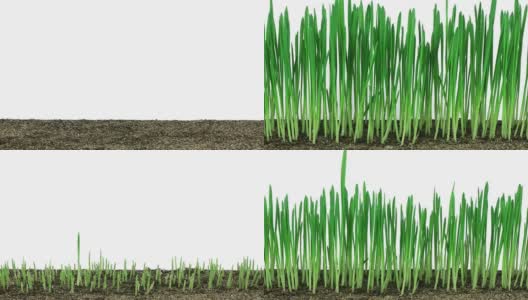 燕麦快速发芽高清在线视频素材下载