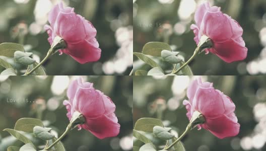 粉红玫瑰[爱是…]高清在线视频素材下载