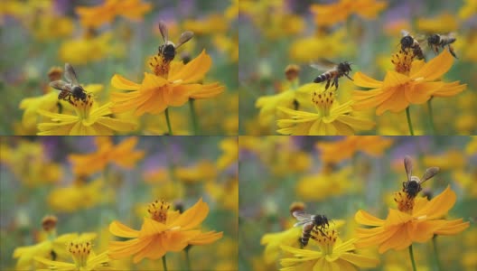 小蜜蜂从黄花上收集食物然后飞走。高清在线视频素材下载