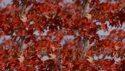 红色的枫叶在风中轻轻吹着高清在线视频素材下载