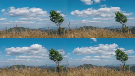 孤独的树木黄色的田野和蓝天与多云的景观自然镜头背景高清在线视频素材下载