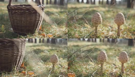 森林里放着阳伞蘑菇的篮子。视频高清在线视频素材下载