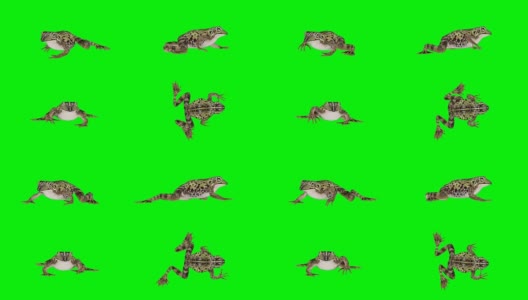 青蛙绿屏(可循环使用)高清在线视频素材下载