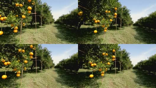 多莉拍摄了果园里的桔子树高清在线视频素材下载