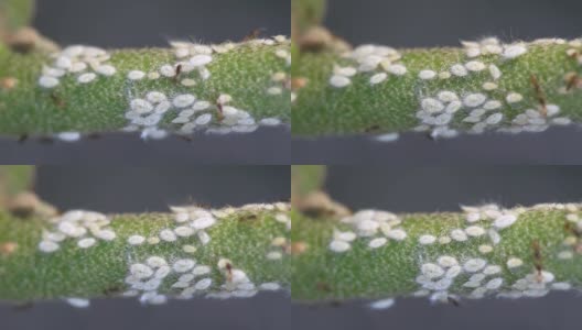 一群白色蚜虫高清在线视频素材下载
