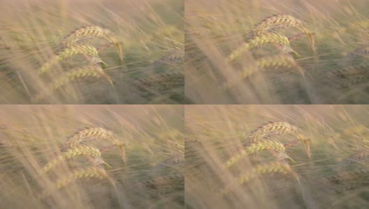 阳光下的大麦作物高清在线视频素材下载