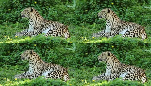 豹子休息的特写，慢镜头高清在线视频素材下载