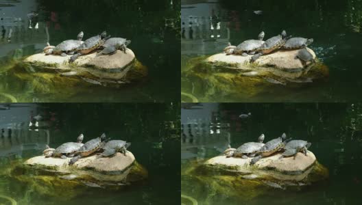 乌龟放松和享受阳光高清在线视频素材下载