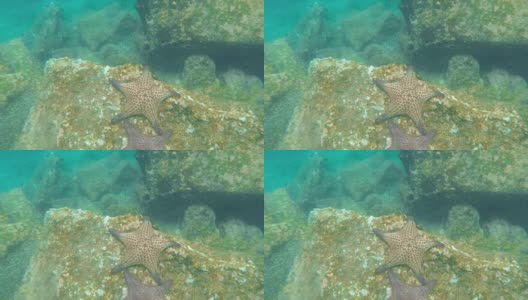 在加拉帕戈斯群岛bartolome岛的岩石礁上水下拍摄的海星高清在线视频素材下载