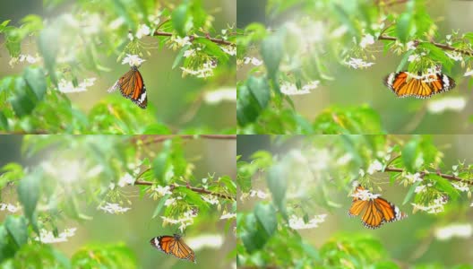 慢镜头蝴蝶飞在花上的早晨。橙色蝴蝶是大自然的美高清在线视频素材下载