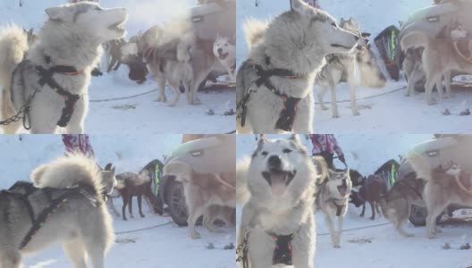 北方骑马犬的节日。哈士奇在为比赛做准备。高清在线视频素材下载