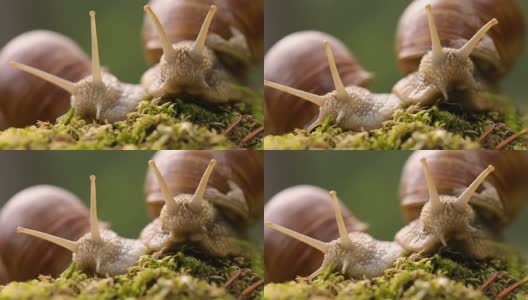 螺旋鲳，罗马蜗牛，勃艮第蜗牛高清在线视频素材下载