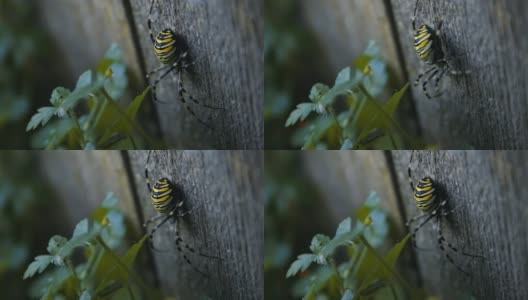 大黄蜂蜘蛛在木板上高清在线视频素材下载