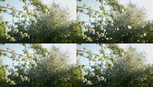 32、花瓣儿从树上飘落，阳光明媚的夏天，慢镜头高清在线视频素材下载