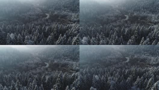 云杉森林在冬季早晨的高角度视图高清在线视频素材下载