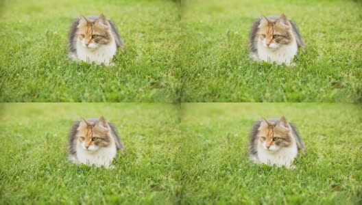傲慢的短毛家庭有趣的虎斑猫潜入新鲜的绿色草地背景。夏天小猫在花园后院散步。宠物保健和动物概念高清在线视频素材下载