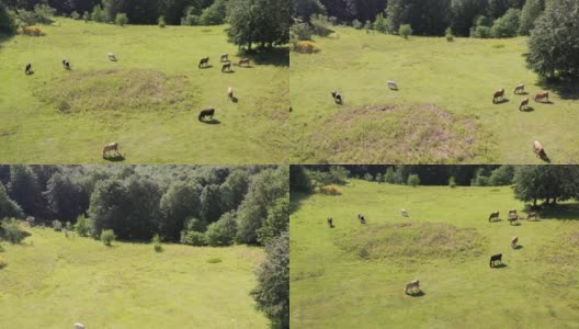 牛在草地上吃草的画面高清在线视频素材下载