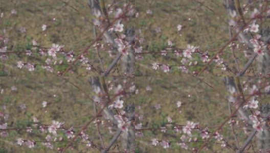 桃花盛开在蓝色的背景下水平格式视频剪辑4k视频。桃李在春天开花的视频。以晴朗的蓝天为背景。高清在线视频素材下载