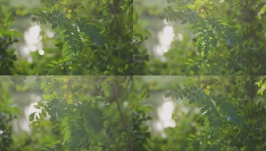 4k股票视频镜头美丽的阳光绿色夏季景观。近距离观察新鲜的绿色树叶的树木与神奇的日落闪闪发光的阳光星星透明通过树叶和树枝高清在线视频素材下载