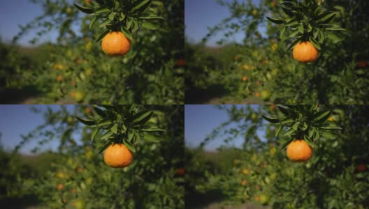 橘子果园中的有机橘子树。高清在线视频素材下载