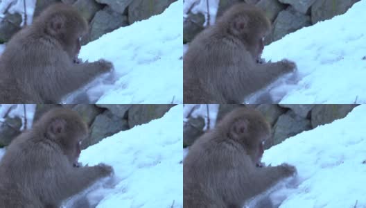 4k:日本猴子在雪地里吃东西高清在线视频素材下载